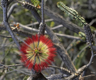 Beaufortia orbifolia