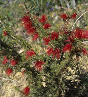 Beaufortia heterophylla