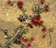 Beaufortia heterophylla