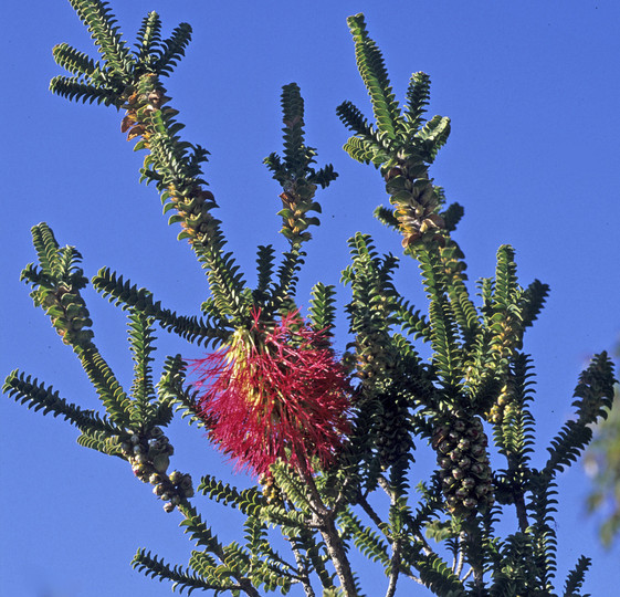 Beaufortia decussata