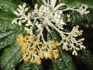 Bedfordia arborescens