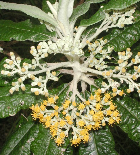 Bedfordia arborescens