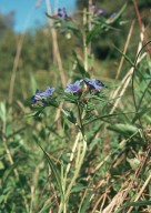 Lithospermum purpureo-coeruleum