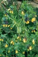 Cerinthe major