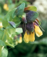 Cerinthe major