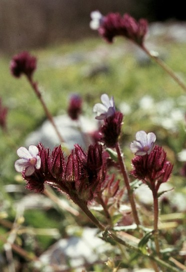 Anchusa variegata