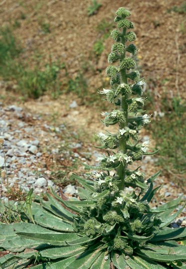 Echium italicum