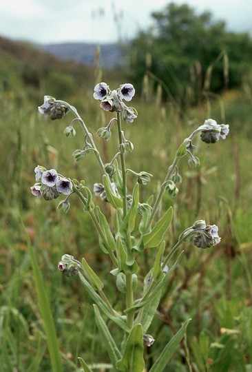 Cynoglossum creticum