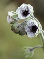 Cynoglossum creticum