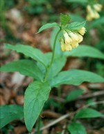 Symphytum tuberosum