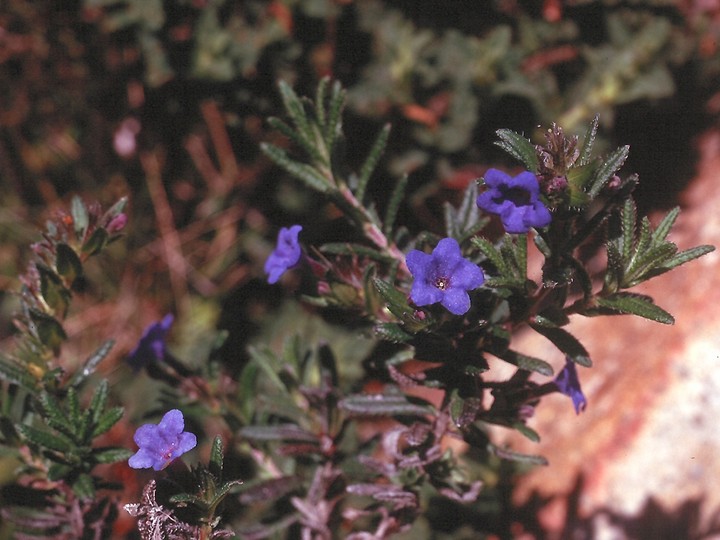 Lithospermum diffusum