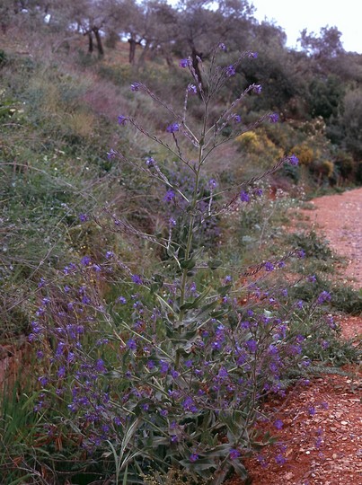 Anchusa azurea