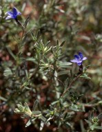 Lithodora fruticosa