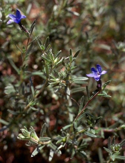 Lithospermum fruticosum