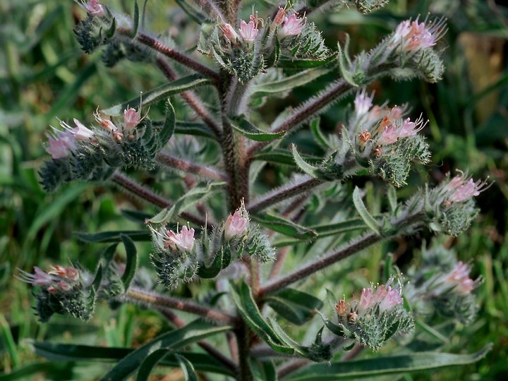 Echium italicum