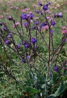 Anchusa azurea