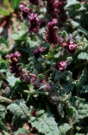 Anchusa variegata