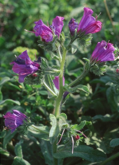 Echium plantagineum