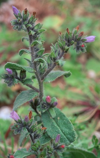 Echium parviflorum