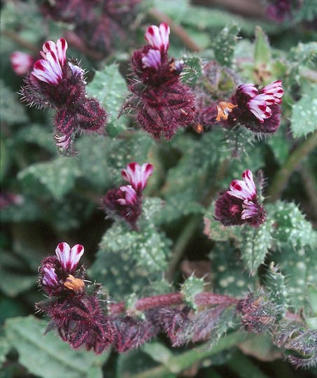 Anchusa variegata