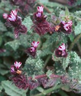 Anchusa variegata