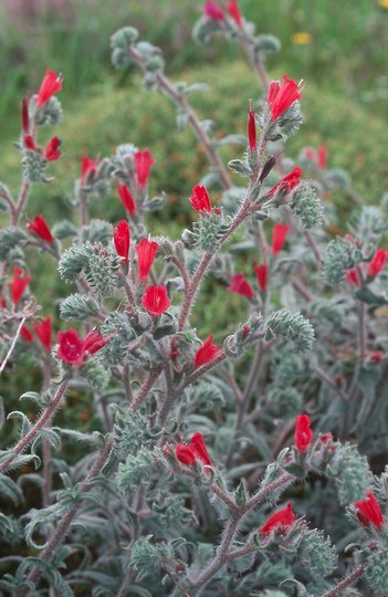 Echium angustifolium