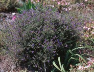 Lithodora hispidula