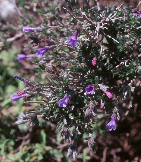 Lithodora hispidula