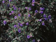 Lithodora hispidula