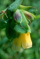 Cerinthe major