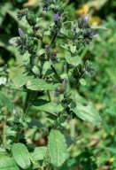 Echium parviflorum