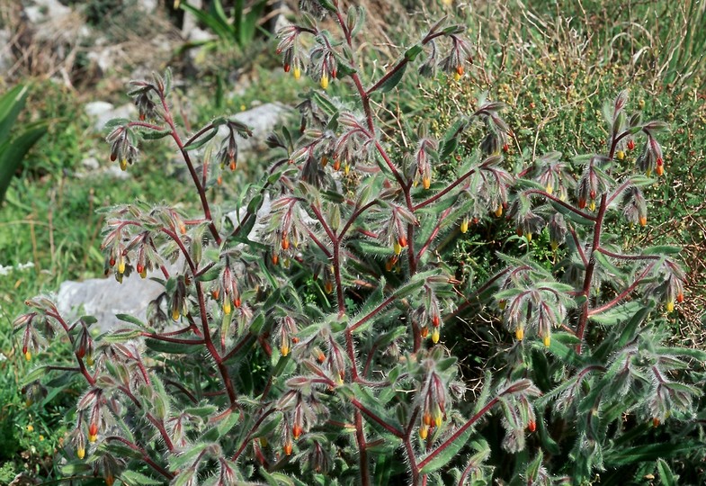 Onosma graeca