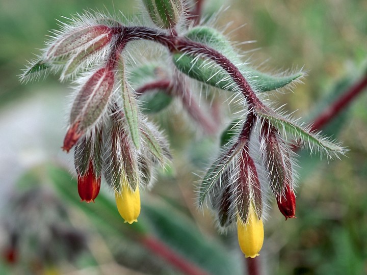 Onosma graeca