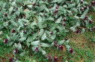 Anchusa variegata