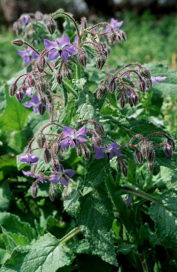 Borago officinalis