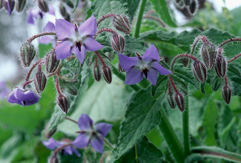 Borago officinalis