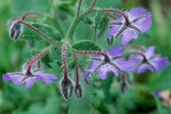 Borago officinalis