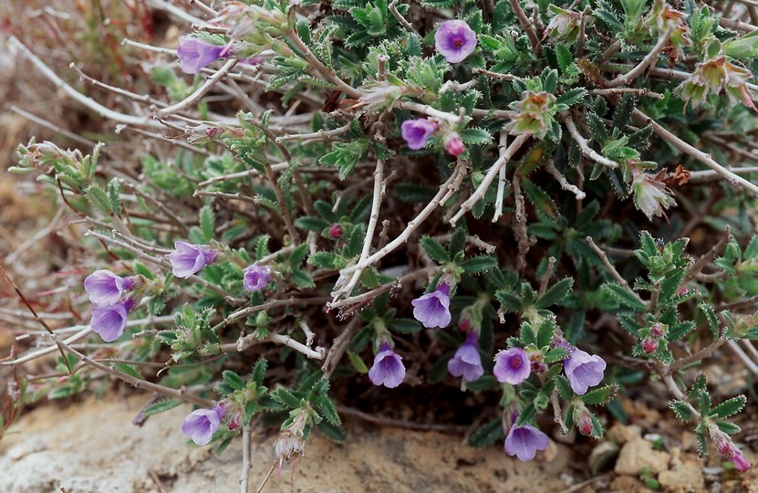 Lithodora hispidula