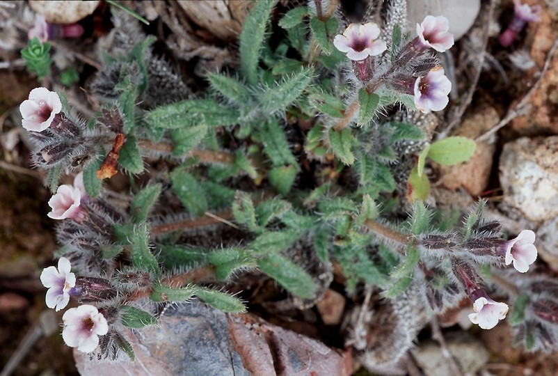 Alkanna tinctoria ssp. tinctoria