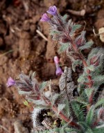 Alkanna tinctoria ssp. tinctoria