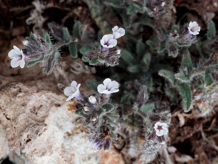 Alkanna tinctoria ssp. tinctoria