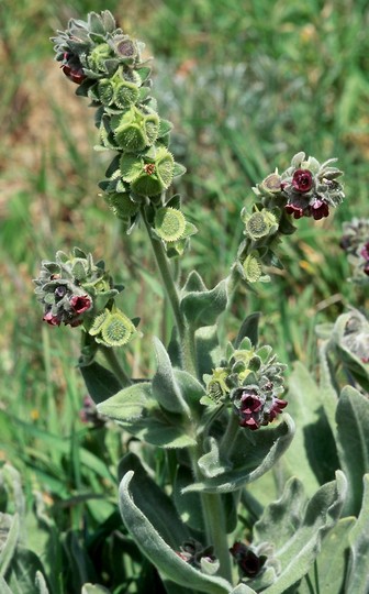 Cynoglossum columnae