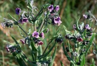 Cynoglossum creticum