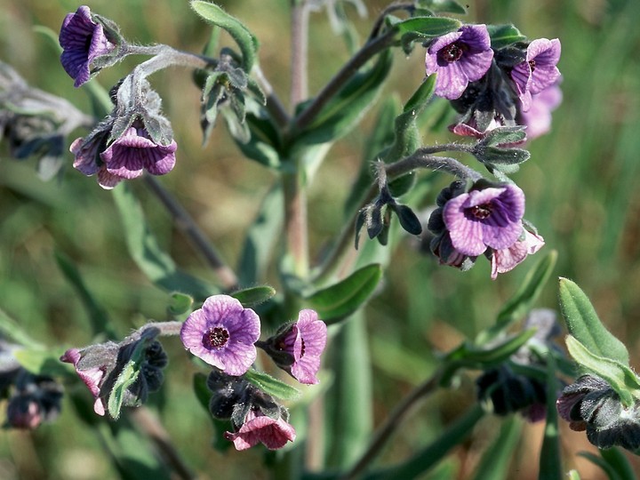 Cynoglossum creticum