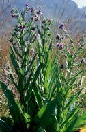 Cynoglossum creticum