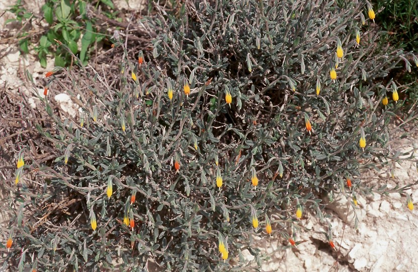 Onosma fruticosa