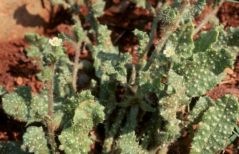 Anchusa aegyptica