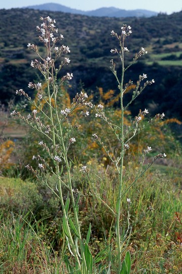 Anchusa strigosa