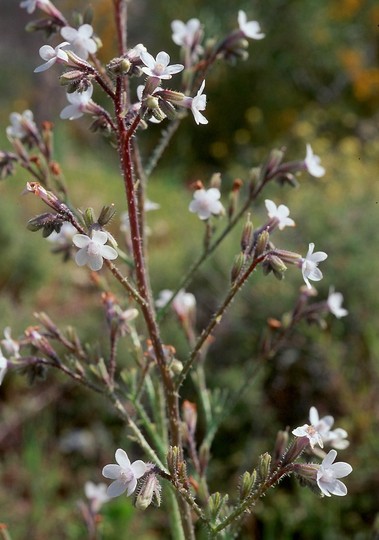 Anchusa strigosa