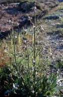 Anchusa strigosa